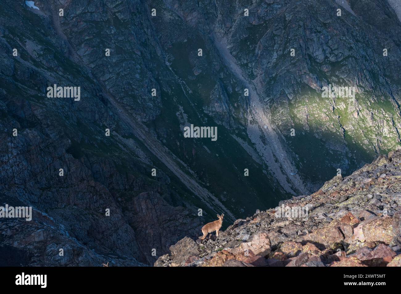 stambecco selvatico capra di montagna su un ghiacciaio roccioso con un pendio di montagna sullo sfondo Foto Stock