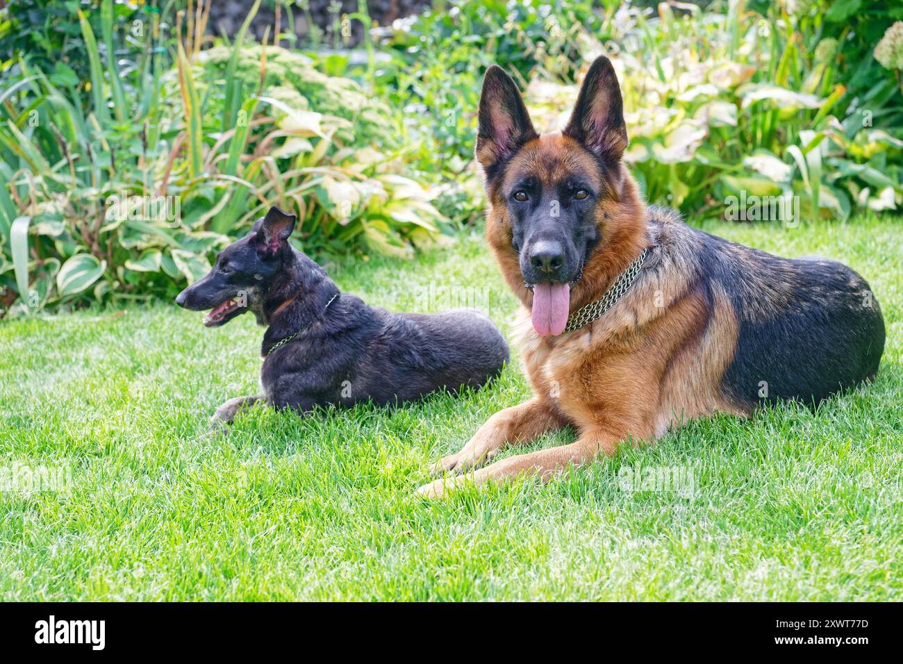 Due cani distesi sull'erba verde Foto Stock