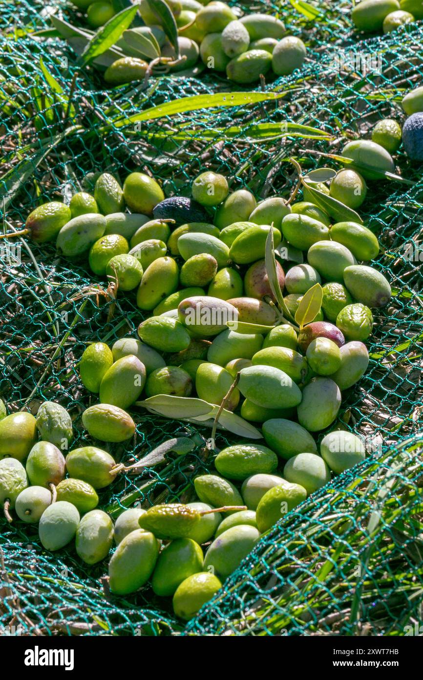 Raccolta delle olive, olive sulla rete dopo la raccolta. Consistenza di olive verdi raccolte fresche. Olive su reti per la produzione di olio d'oliva. Foto Stock