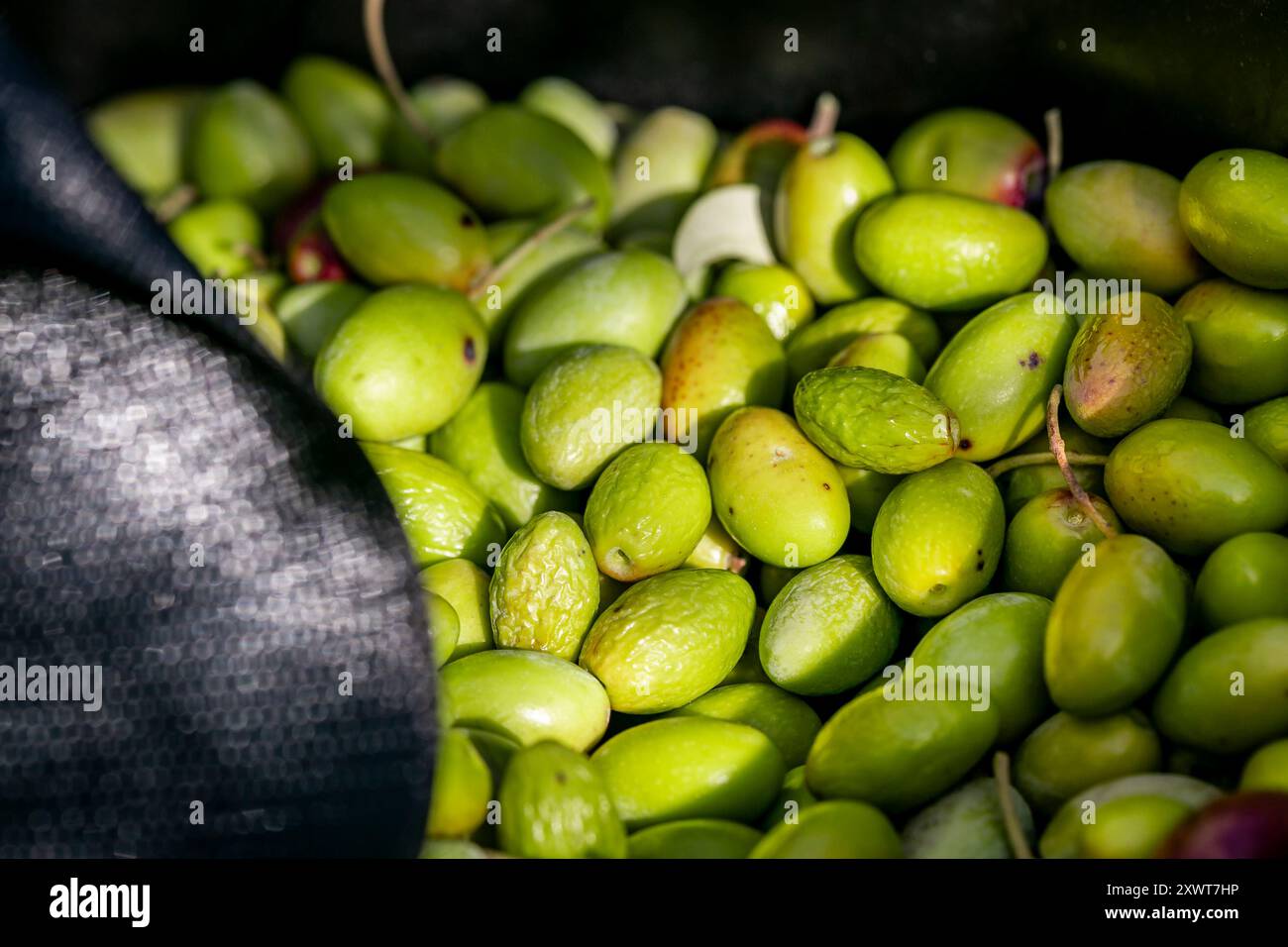 Sottaceti di oliva raccolta di olive per la produzione di olio d'oliva. Cestello pieno di olive durante la raccolta, primo piano. Consistenza di olive verdi raccolte fresche. Foto Stock