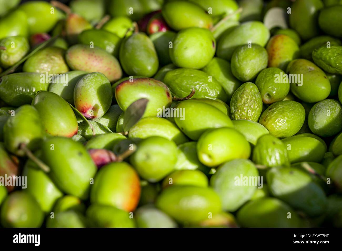 Sottaceti di oliva raccolta di olive per la produzione di olio d'oliva. Cestello pieno di olive durante la raccolta, primo piano. Consistenza di olive verdi raccolte fresche. Foto Stock