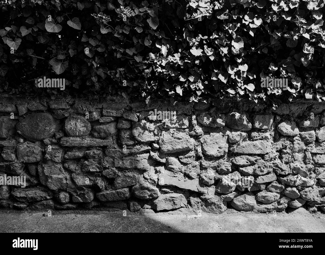 Leaves as Fence with Old Stone Wall background: Light and Shadow – Contrast. Due mondi, concetto. Bianco e nero. Foto Stock