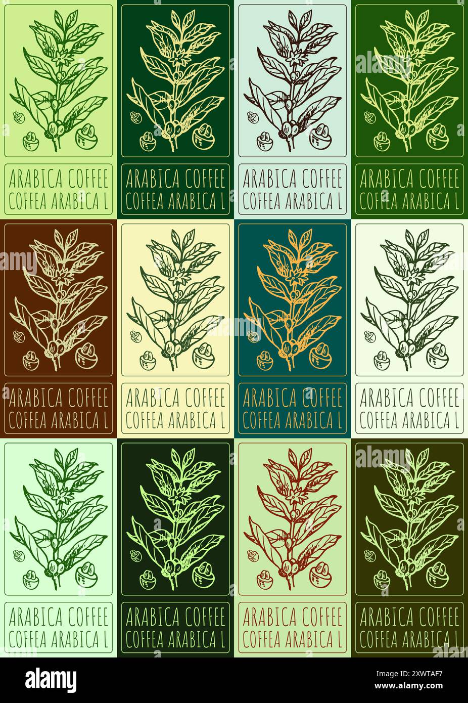 Set di CAFFÈ ARABICA vettoriale in vari colori. Illustrazione disegnata a mano. Il nome latino è COFFEA ARABICA L. Illustrazione Vettoriale