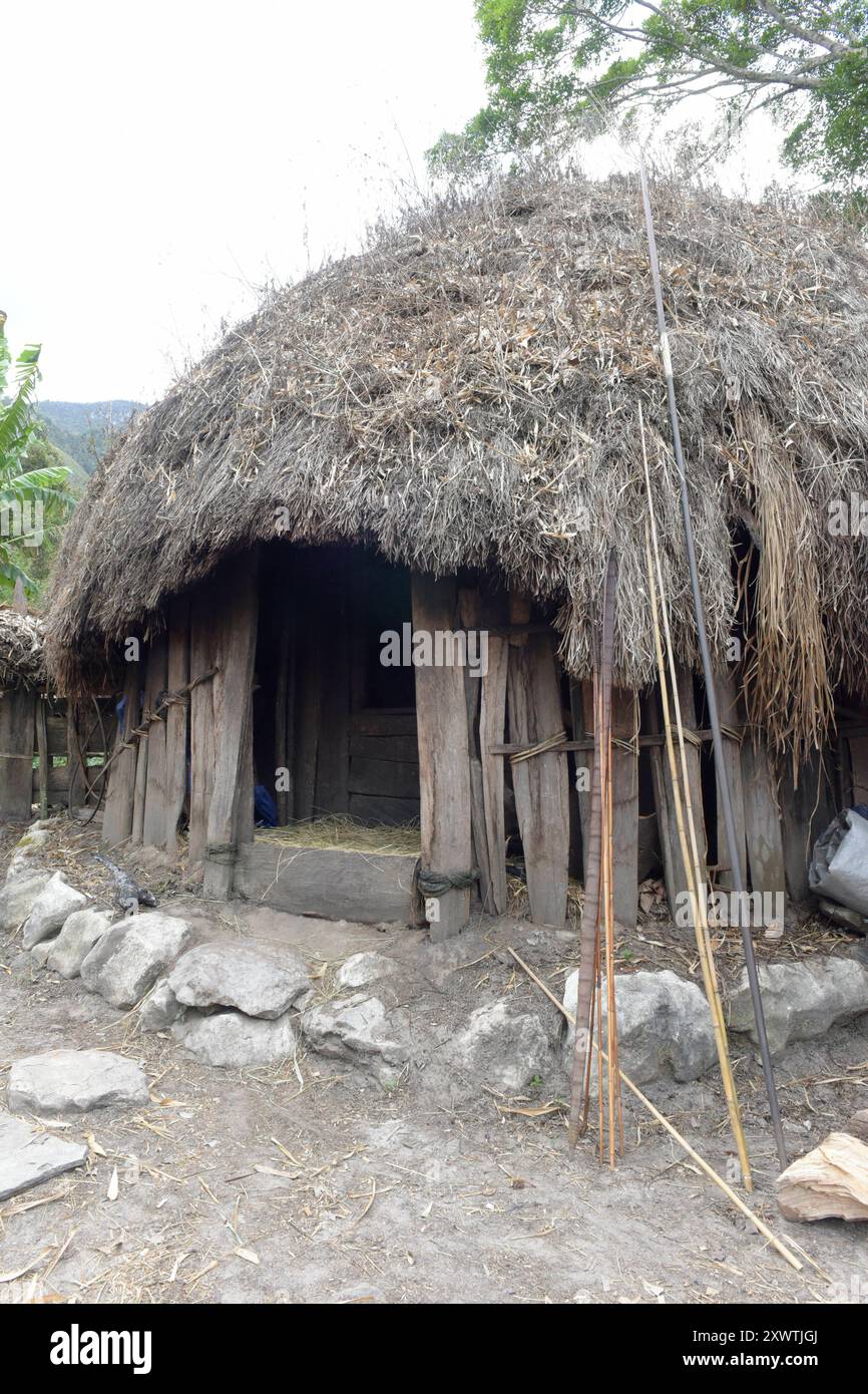 Innerhalb des Palisadenzauns ihrer nach außen abgeschlossenen Siedlungen stehen die runden Männer- und Familienhäuser. Die Dani unterscheiden sich von anderen Hochlandvölkern durch ihre Siedlungsform und eine Gesellschaftsordnung, die auf der Sippe beruht. für Frauen ist das Männerhaus tabu. Der Unterhalt der Frauen wird durch Polygamie gesichert. für jede Frau muss der Mann ein Familienhaus bauen sowie ein Feld anlegen, dass sie und ihre Kinder ernähren kann. DAS Roden, Umgraben und Säubern der Entwässerungsgräben ist Männersache. DAS Bestellen der Felder und das Einbringen der Ernte er Foto Stock