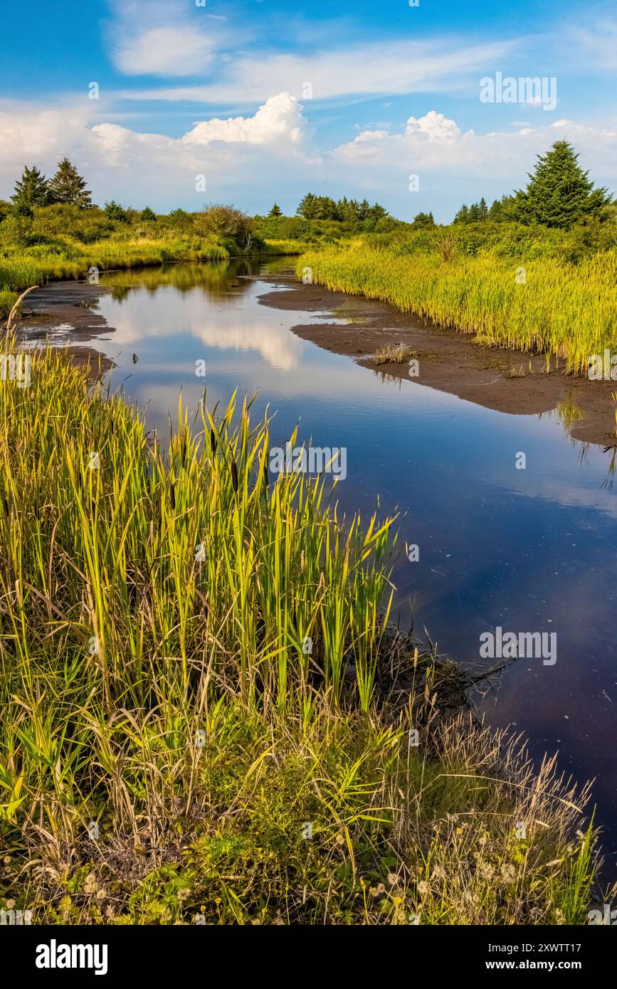 Redman Slough, un torrente colpito dalle maree, nel Bottle Beach State Park, Washington State, USA Foto Stock