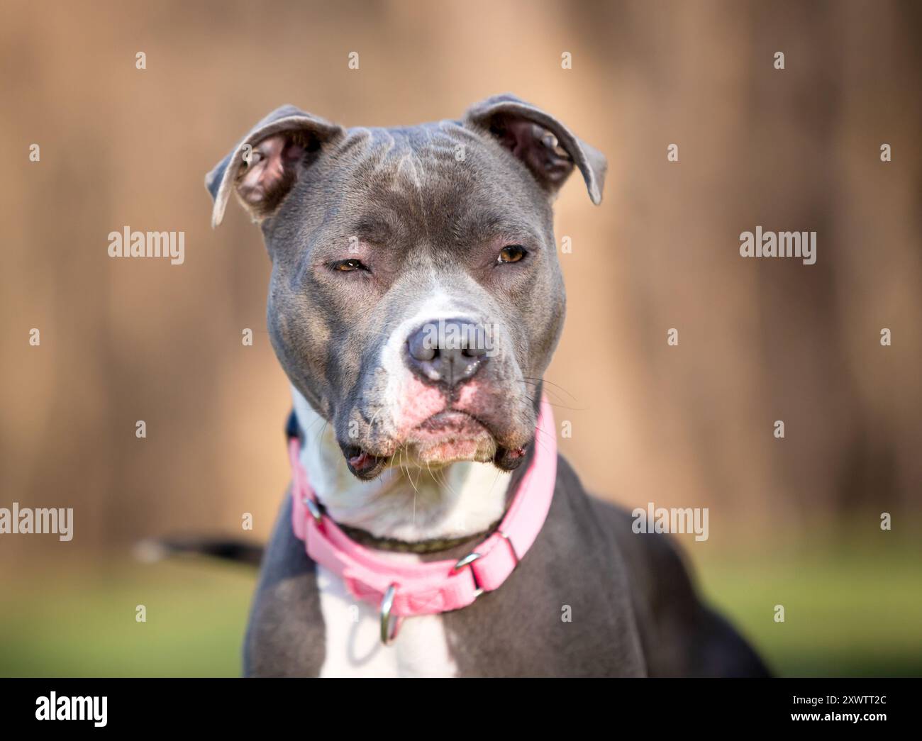 Un cane di razza mista Pit Bull Terrier grigio e bianco con un'espressione scontrosa sul viso Foto Stock