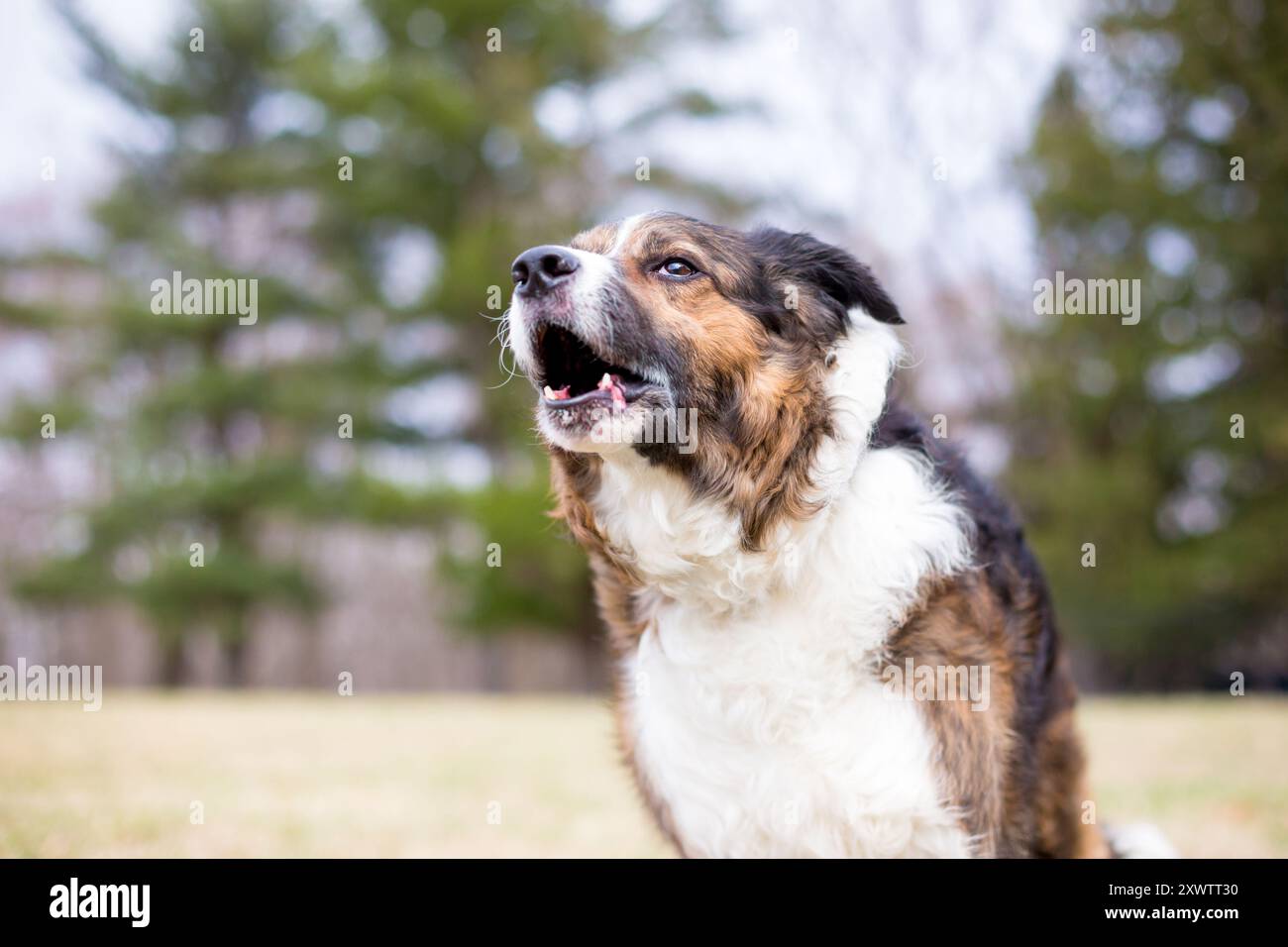 Un cane reattivo di razza mista che abbaiava all'aperto Foto Stock