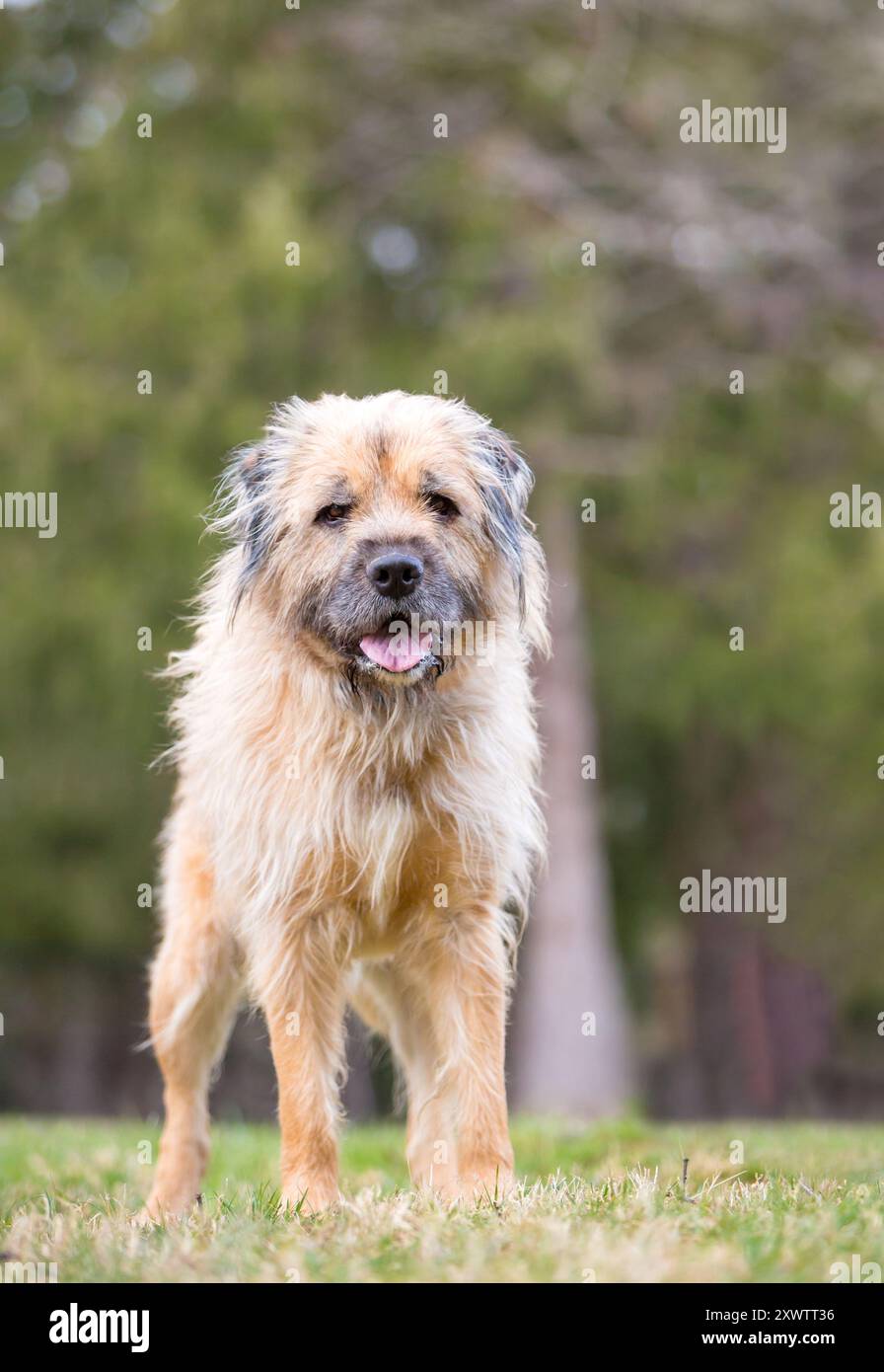 Un cane di razza mista Otterhound con un'espressione felice in piedi all'aperto Foto Stock