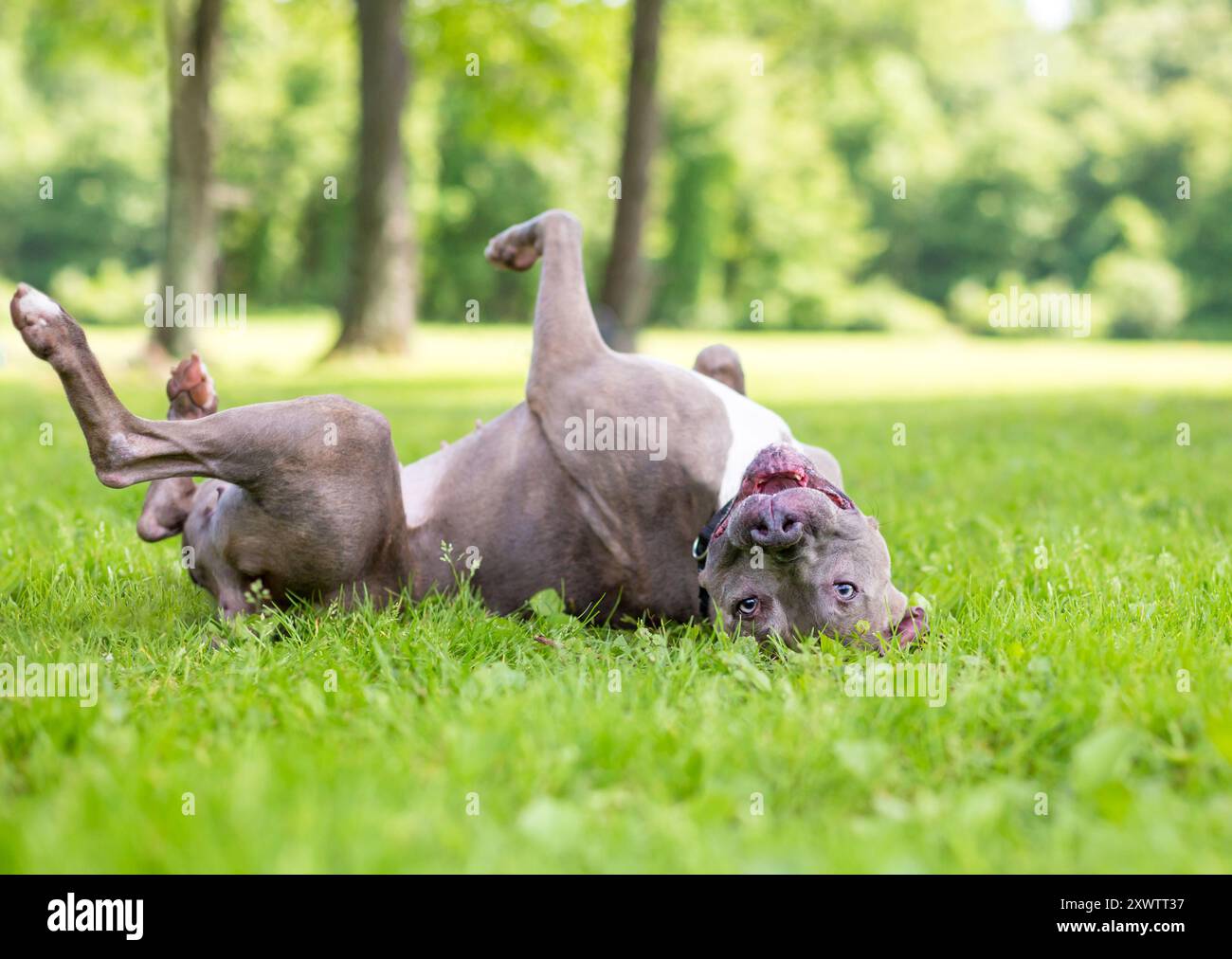 Un cane di razza mista Happy Pit Bull Terrier che rotola nell'erba Foto Stock