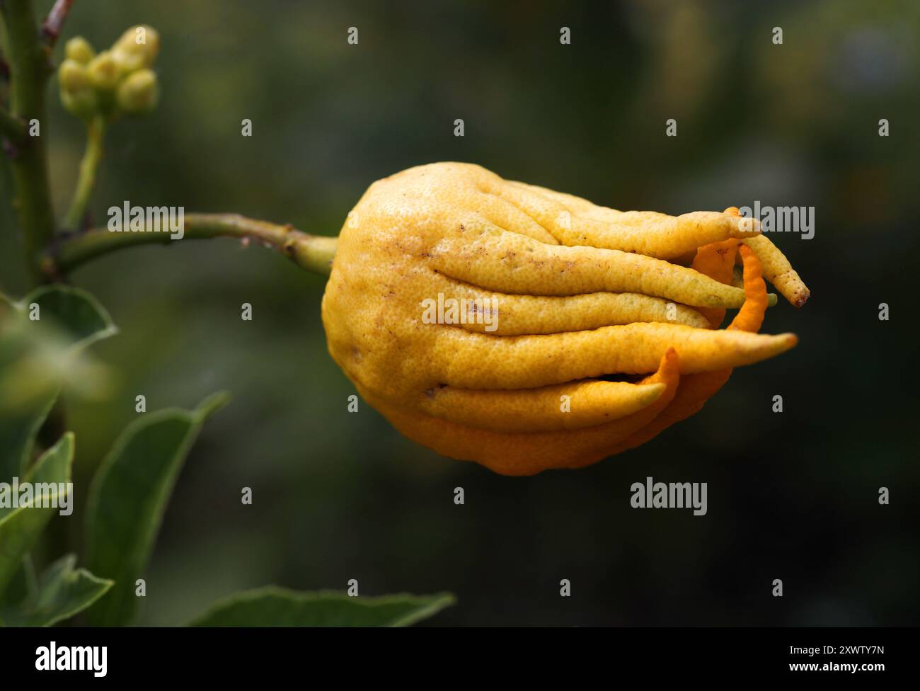 Mano di Buddha o Citron con le dita, Citrus medica var. Sarcodactylis, Rutaceae. Mediterraneo e Asia. Foto Stock