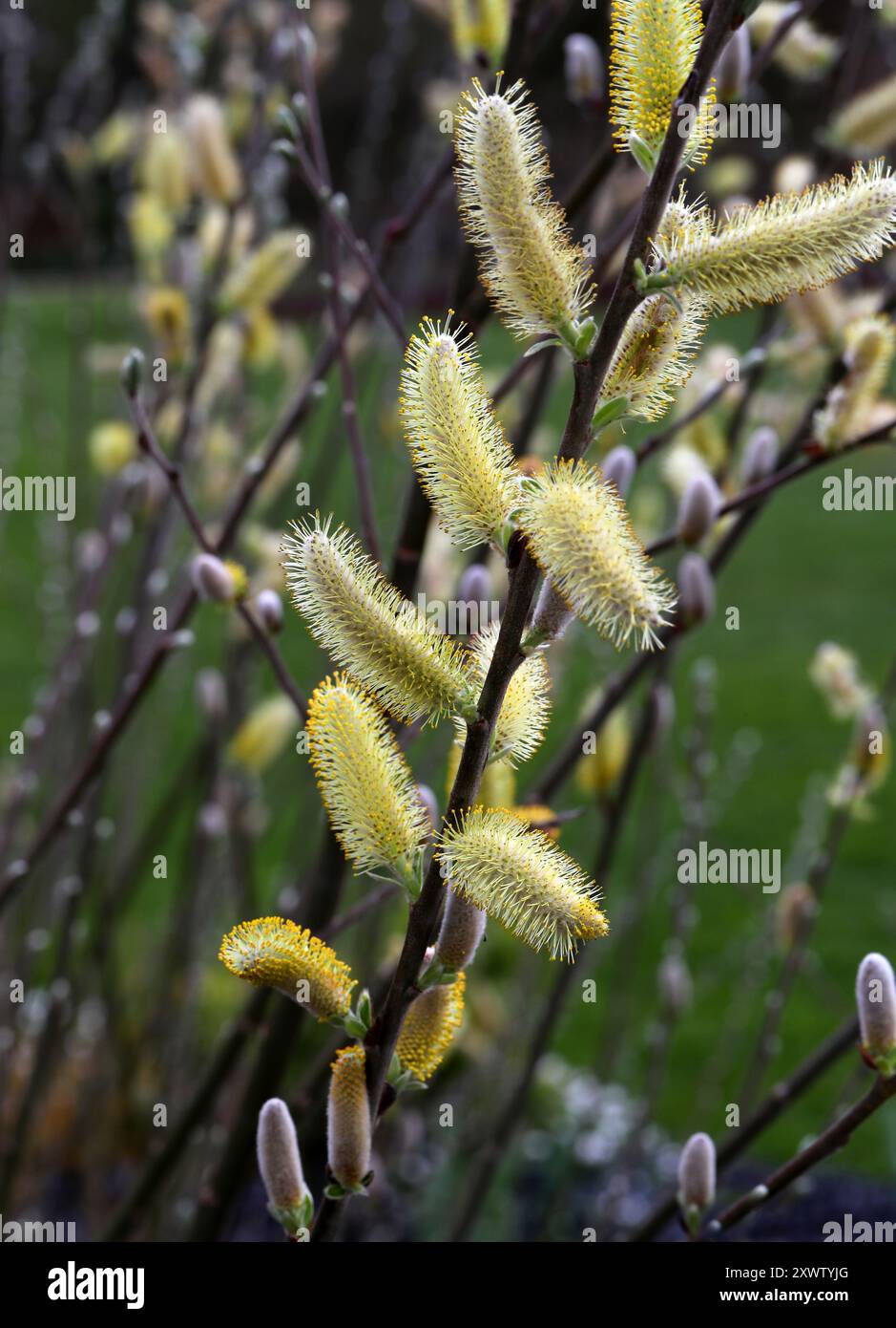 Dune Willow, Coastal Willow o Hooker's Willow, Salix hookeriana, Salicaceae. Nord America occidentale. Salix hookeriana è una specie di salice. Foto Stock