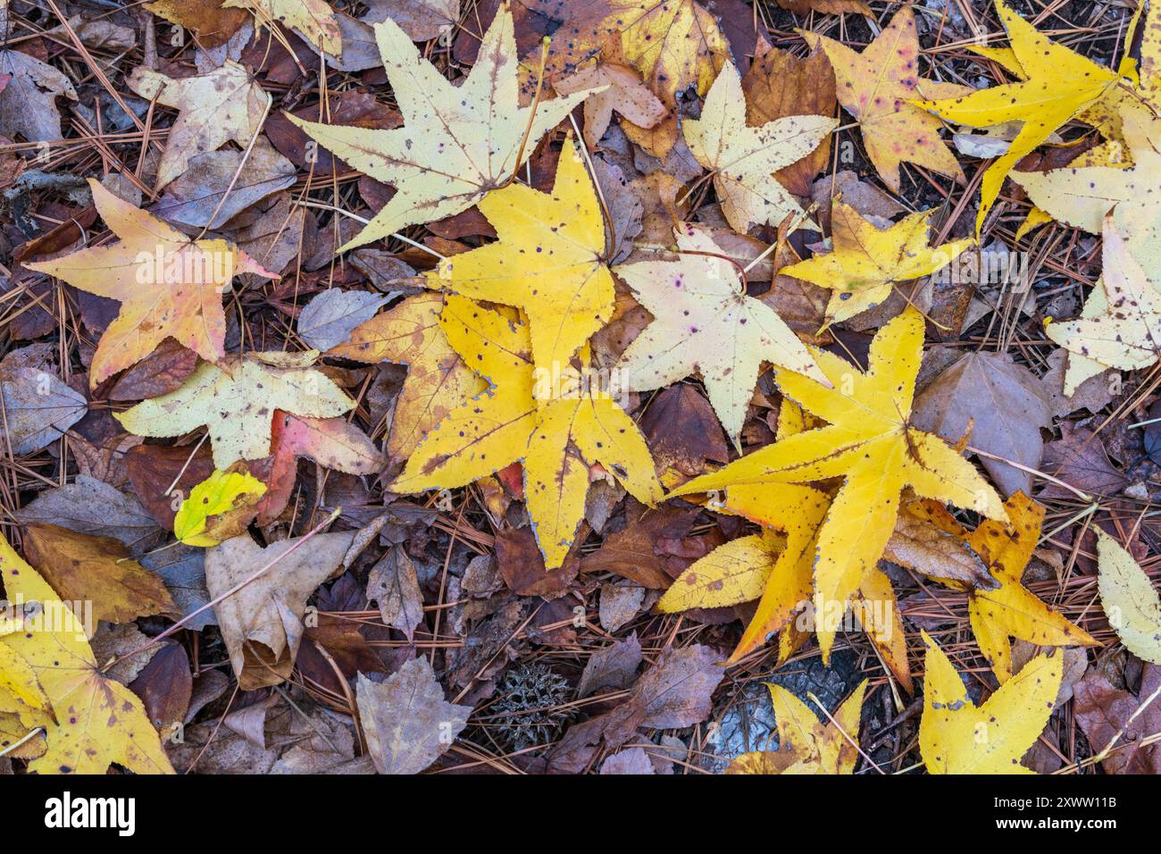 Lascia con i colori dell'autunno. Foto Stock