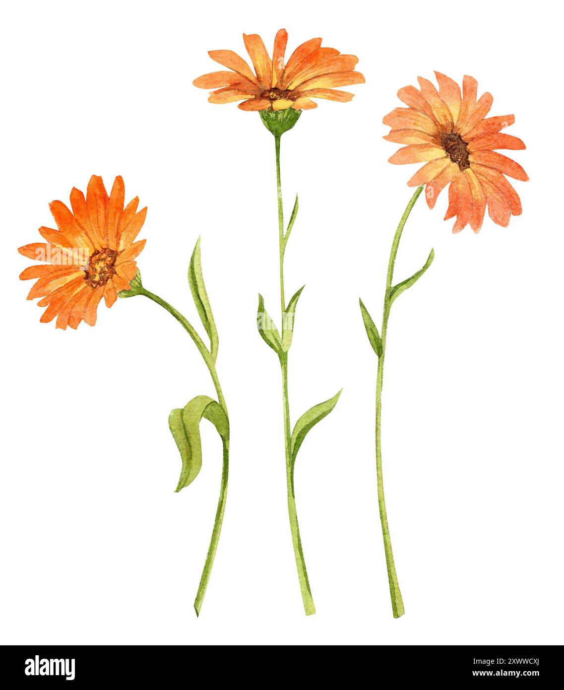 Calendula, illustrazione d'acquerello. I fiori arancioni sono evidenziati su uno sfondo bianco. Un grande set per la progettazione di confezioni di tè, menu, invi Foto Stock