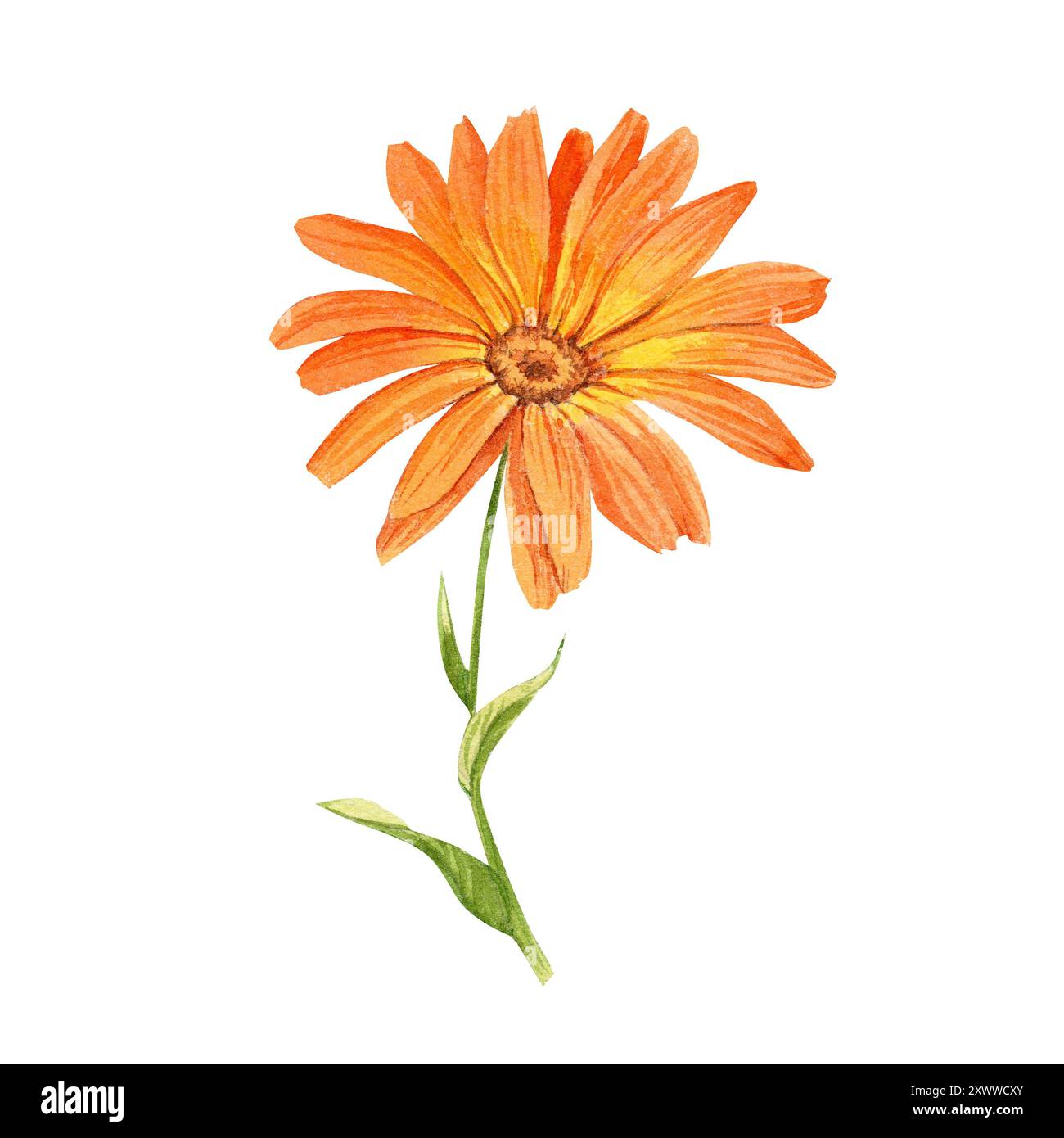 Calendula, illustrazione ad acquerello su sfondo bianco. Un ramo con un fiore d'arancia. Una pianta medicinale che fa parte del tè e dei remedi omeopatici Foto Stock