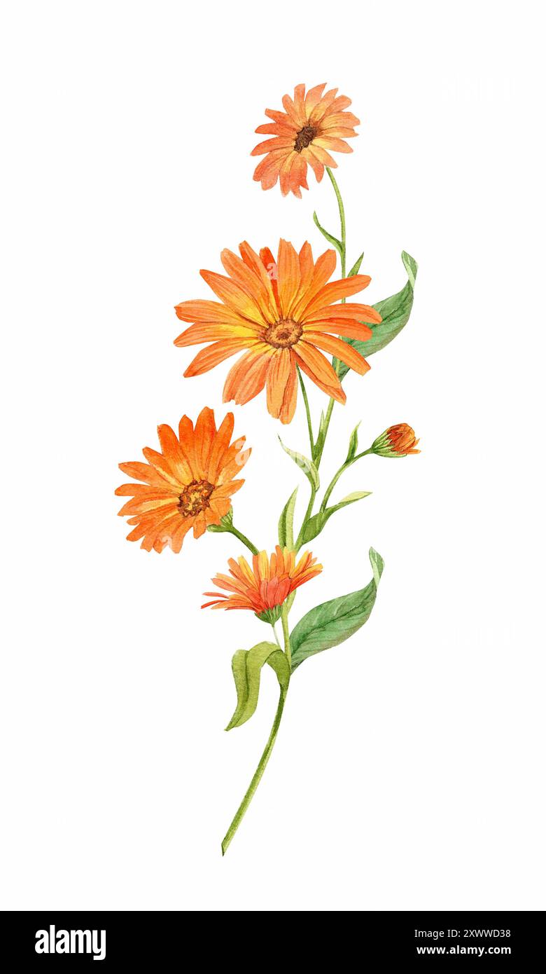 Calendula, illustrazione ad acquerello su sfondo bianco. Un ramo con fiori d'arancio. Una pianta medicinale che fa parte del tè e dei rimedi omeopatici Foto Stock