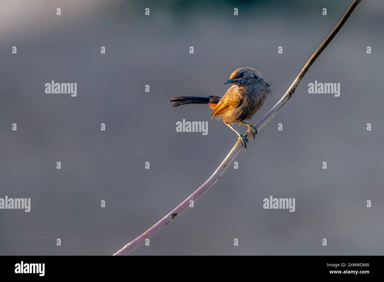 Il robin indiano è una specie di uccello passarino della famiglia Muscicapidae Foto Stock