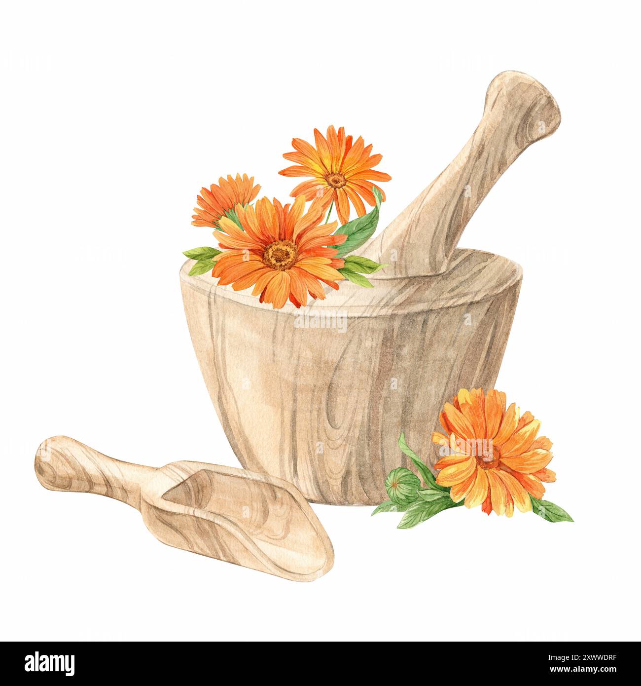 Malta in legno per erbe e fiori di calendula. Preparazione di tè alle erbe, tonico. Il concetto di fitoterapia, laboratorio. Composizione per l'etichetta de Foto Stock