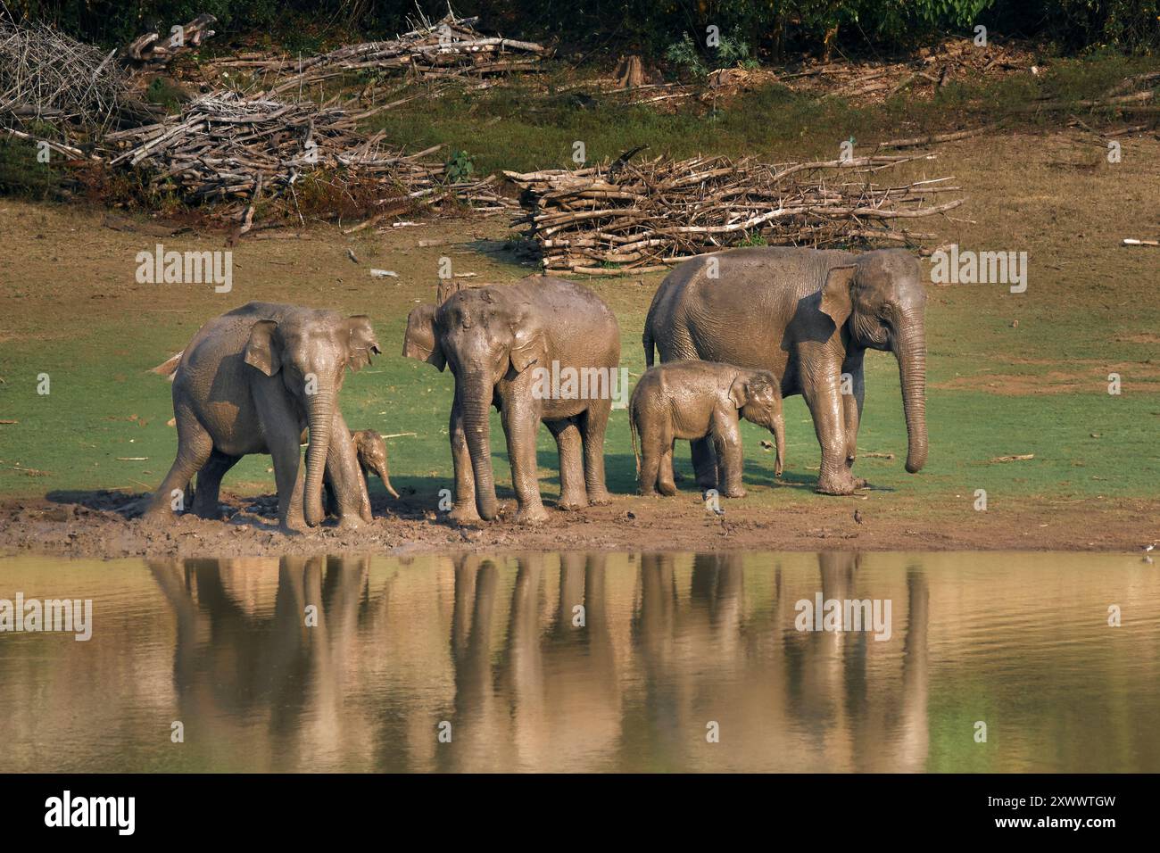 Elefante asiatico selvaggio e giovane nella foresta di Kabini Nagarahole. Foto Stock