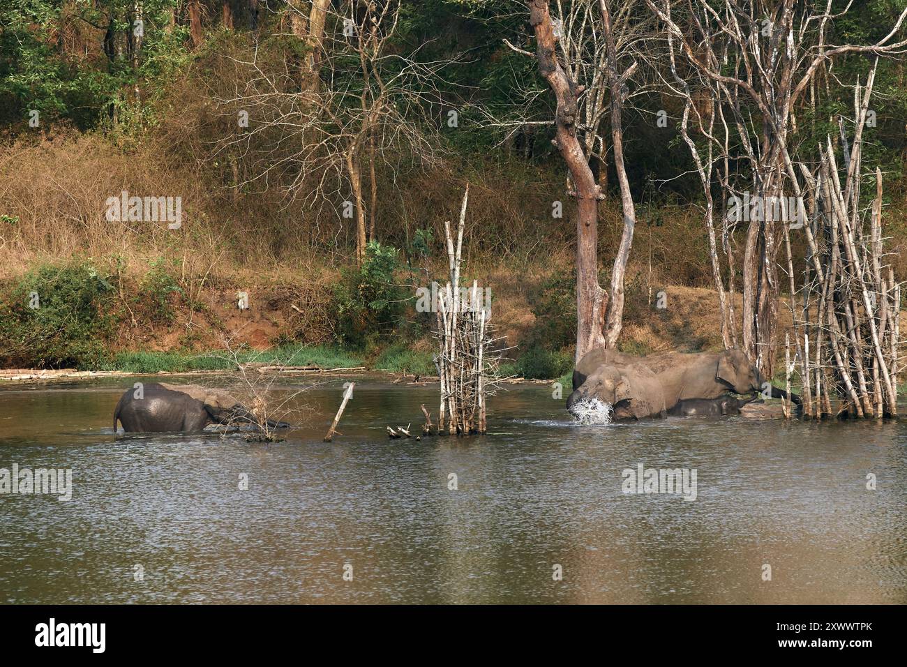 Elefante asiatico selvaggio e giovane nella foresta di Kabini Nagarahole. Foto Stock