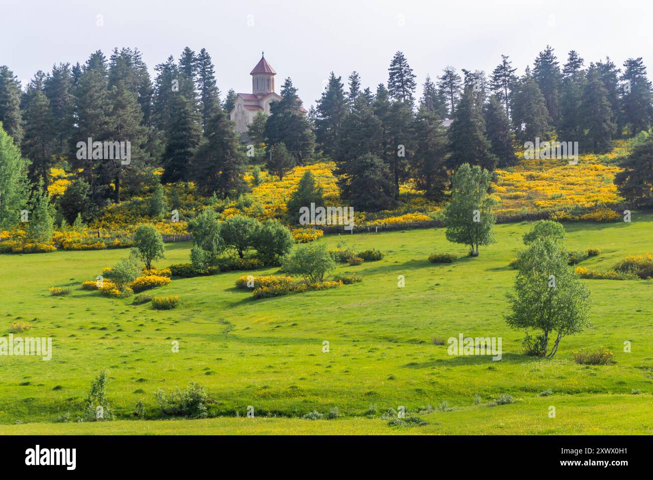 Un campo di erba verde brillante e fiori gialli. Una moderna chiesa in pietra sorge tra gli alberi di conifere. Foto Stock