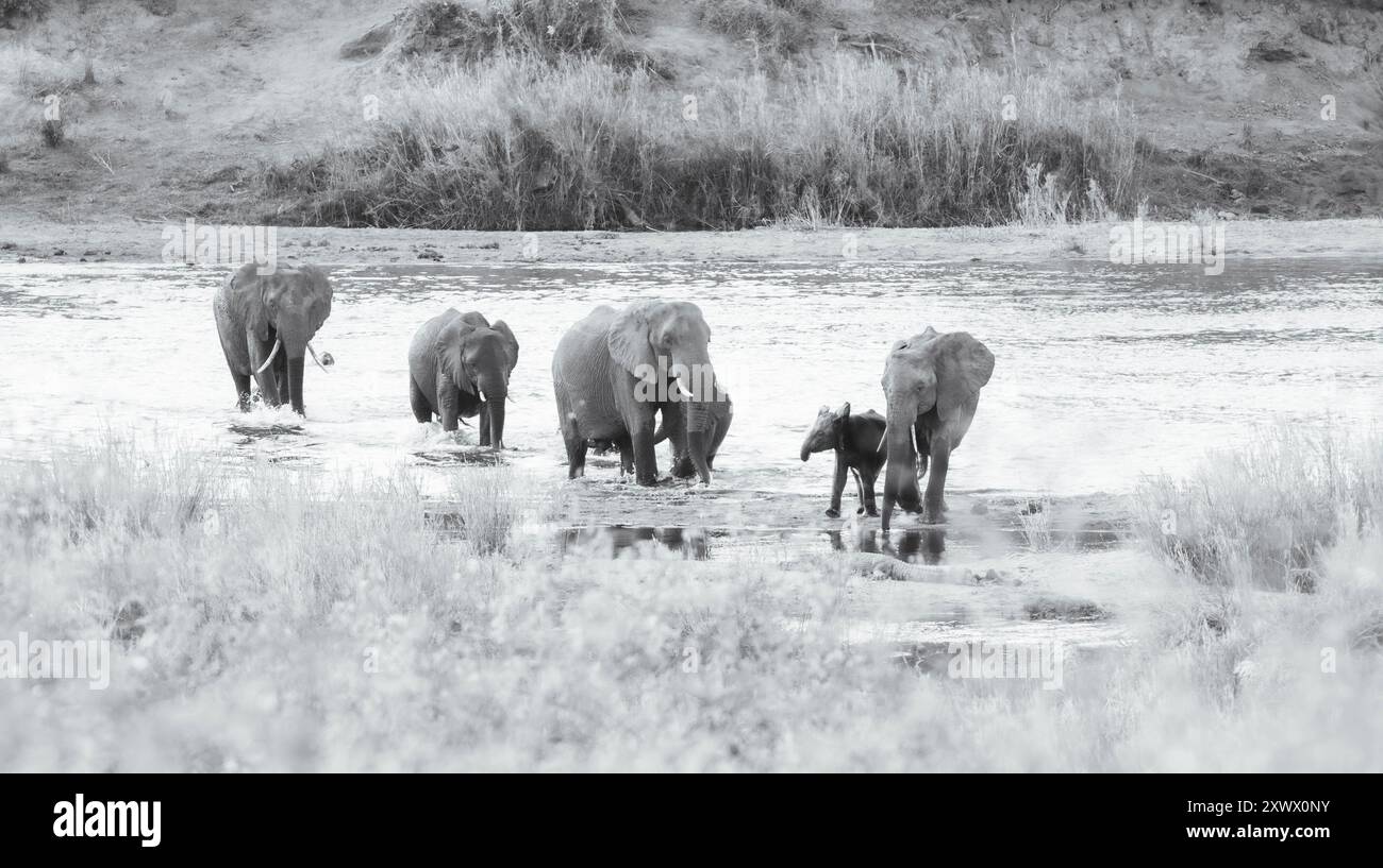Elefanti africani nella savana dell'Africa australe Foto Stock