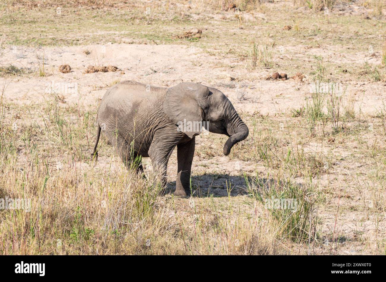 Elefanti africani nella savana dell'Africa australe Foto Stock