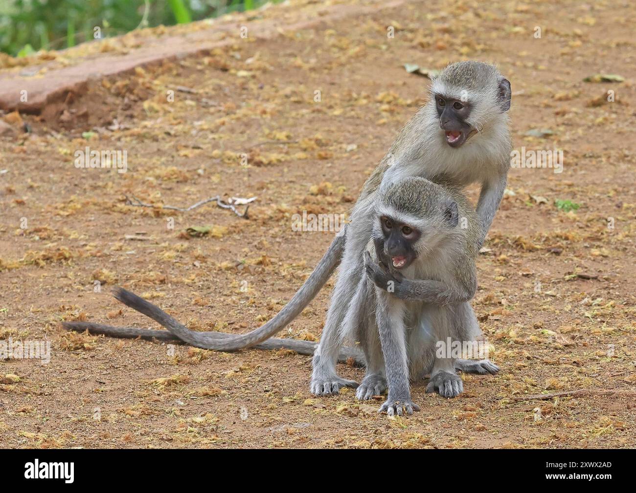 Sudafrica, Parco Nazionale Kruger: Grivet (chlorocebus aethiops), scimmia del Vecchio mondo, primate della famiglia dei Cercopithecidae Foto Stock