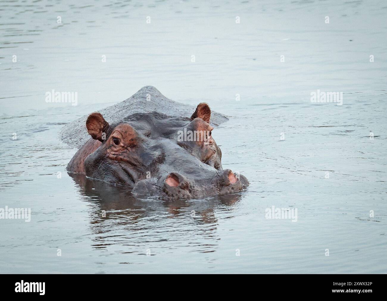 Sudafrica, Parco nazionale Kruger: hippopotamus (hippopotamus amphibius) Foto Stock