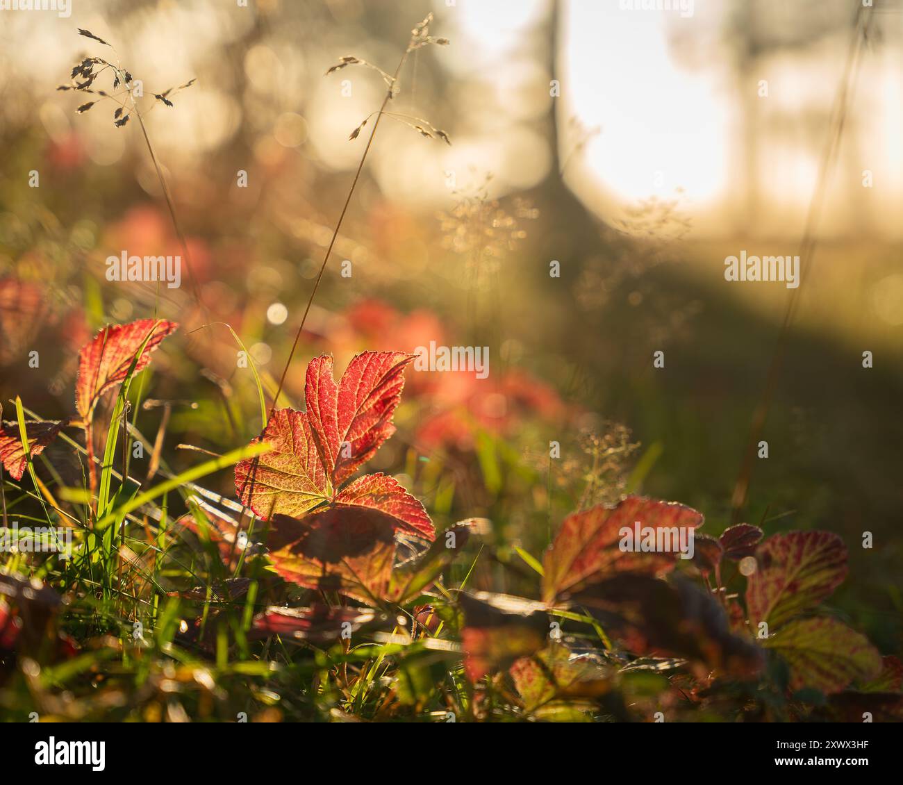 Colorato fogliame autunnale. Foglie di bramble rosso (Rubus saxatilis). Soleggiato giorno d'autunno. Foto Stock