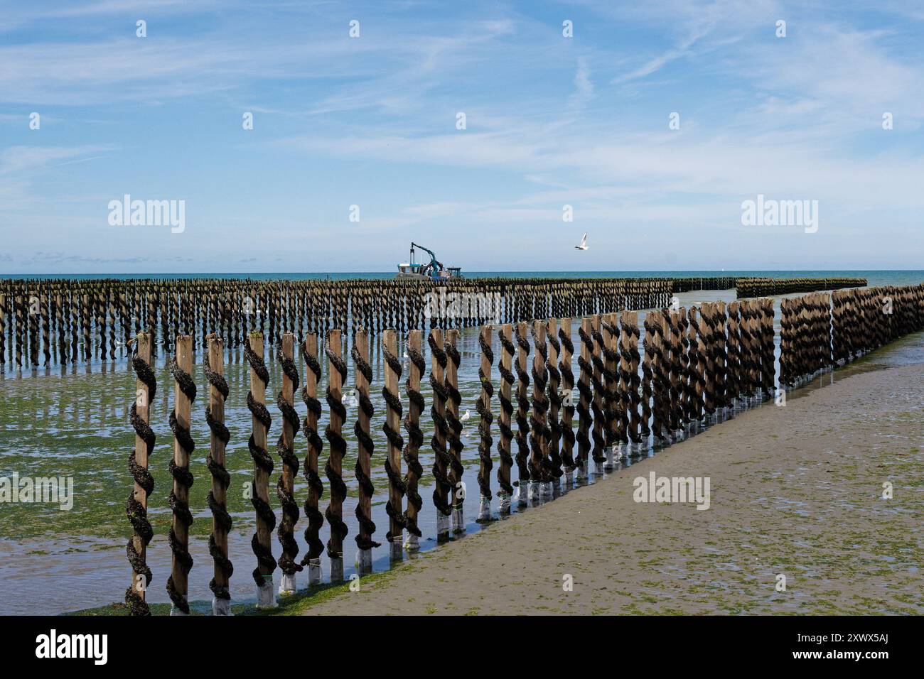 Hillion (Francia nord-occidentale): Allevamento di cozze nella baia di Saint Brieuc Foto Stock