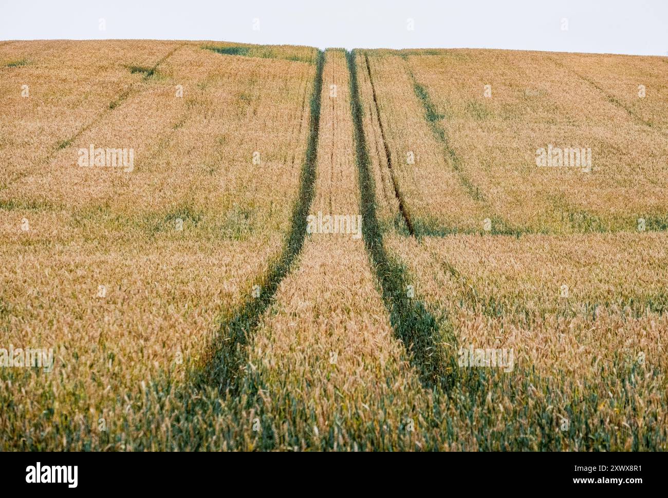 Cingoli di trattori in un campo di grano che corre all'orizzonte in un'azienda agricola nel Warwickshire, Inghilterra. Foto Stock