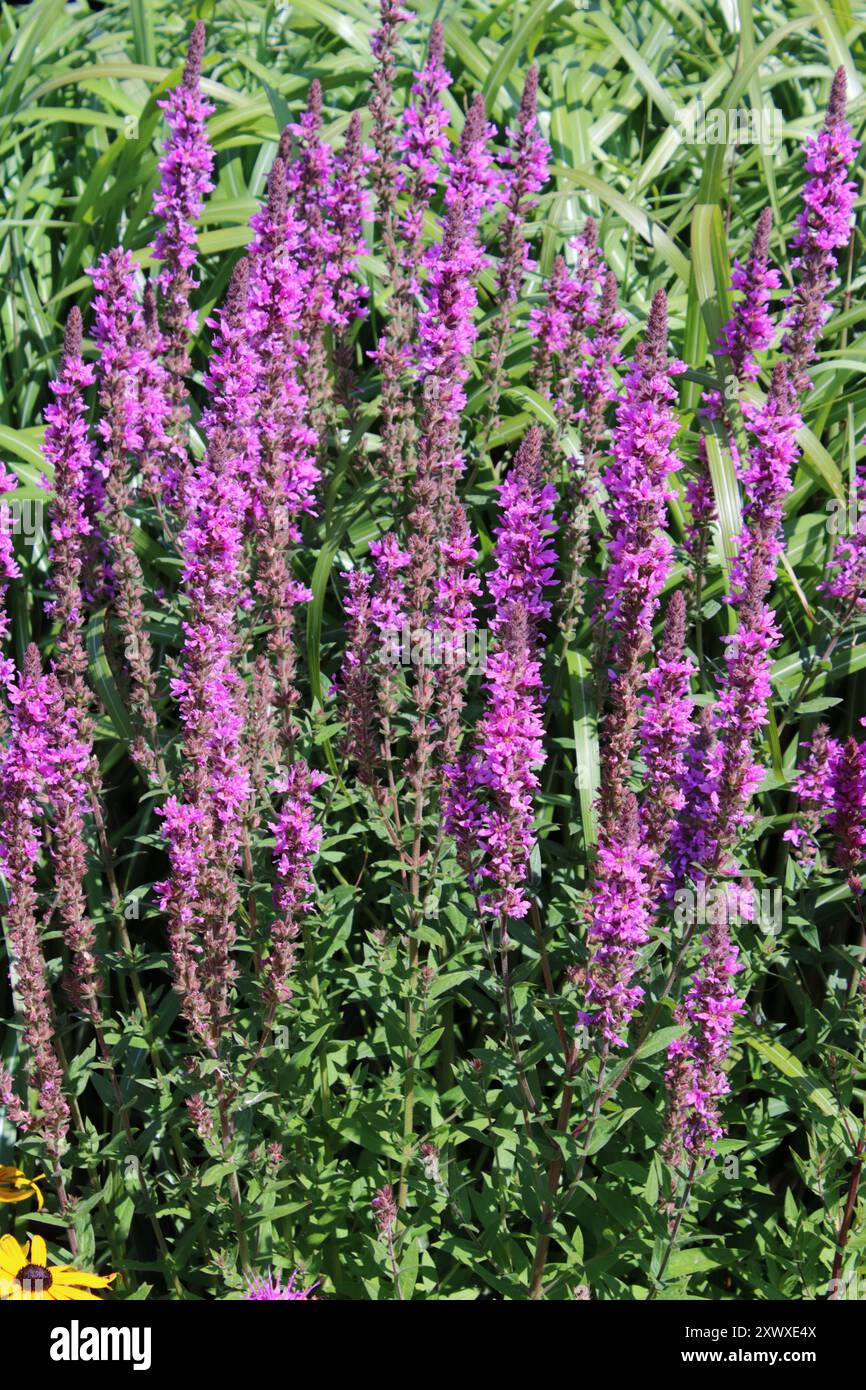 Purple Loosestrife (Lythrum salicaria) Foto Stock