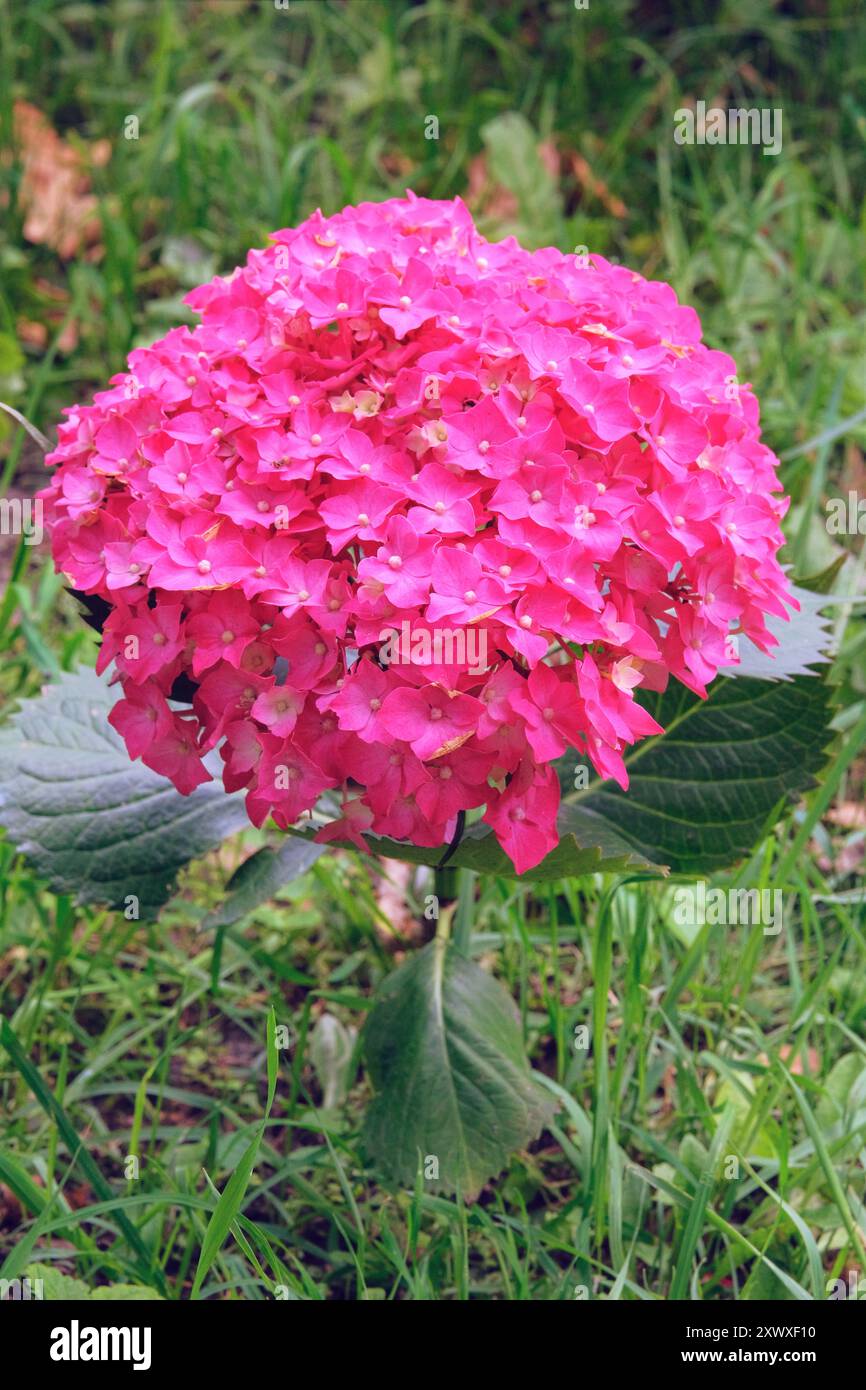 Hydrangea macrophylla in giardino. Fiore viola in fiore. Bush nella casa verde. Giornata di sole. Foto Stock