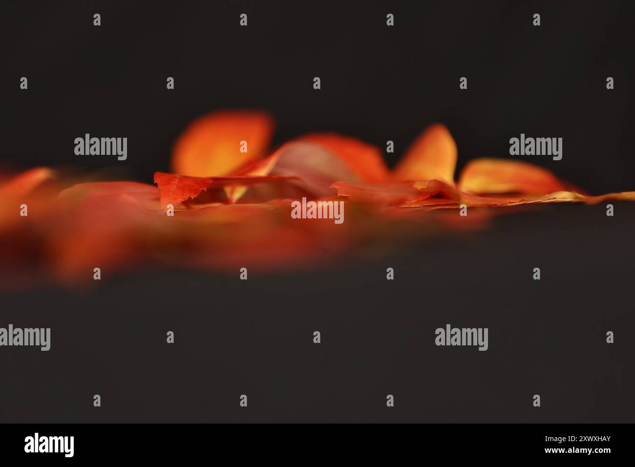 Le foglie d'autunno sembrano andare a fuoco Foto Stock