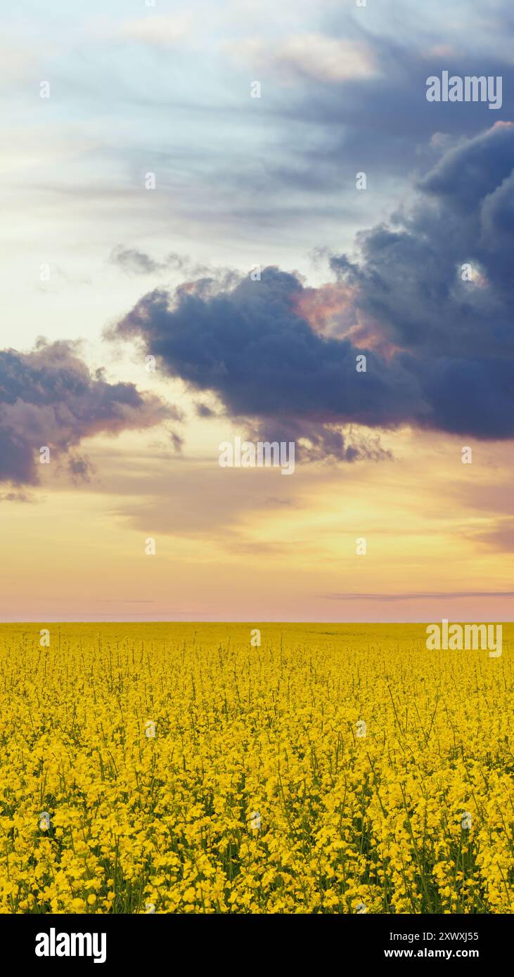 Ampio campo di colza giallo sotto un suggestivo cielo al tramonto con nuvole di cumulus. Spazio di copia sfondo verticale dai colori vivaci. Natura dell'Ucraina, beaut Foto Stock