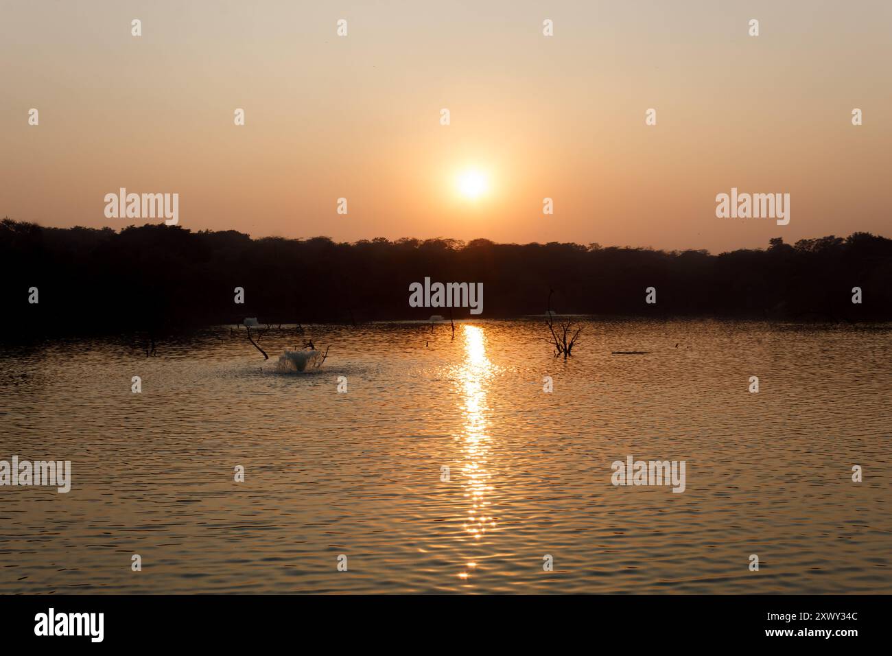 Tramonto dorato sul laghetto sereno con uccello spruzzante. Tranquilla riflessione al tramonto sulle acque calme Foto Stock