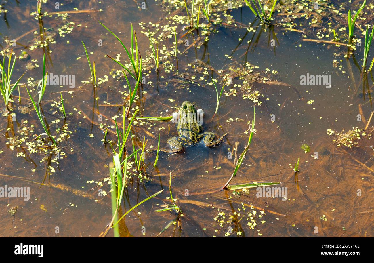 La rana paludosa emette un suono impressionante gonfiando due sacchi vocali, che si spingono fuori da ogni lato della testa come bolle giganti Foto Stock