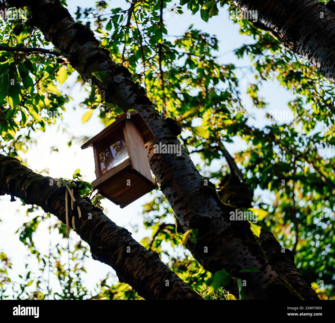 Una vista dall'angolo basso di una casa per l'alimentazione degli uccelli annidata in un albero di ciliegio in una soleggiata giornata estiva, catturando una scena tranquilla e naturale Foto Stock