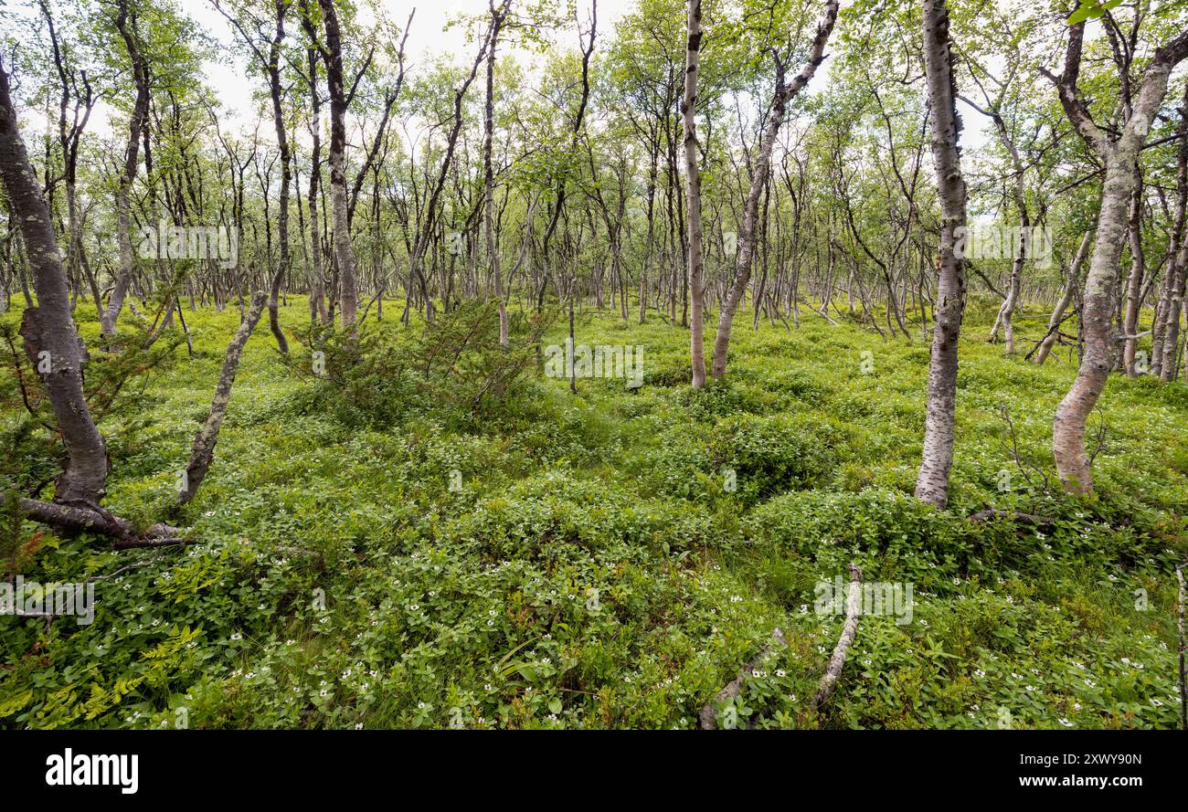 Foresta di betulle alpine Foto Stock