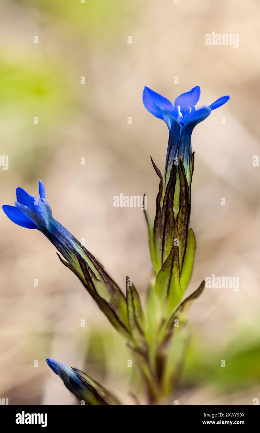 Fioritura della genziana alpina Foto Stock