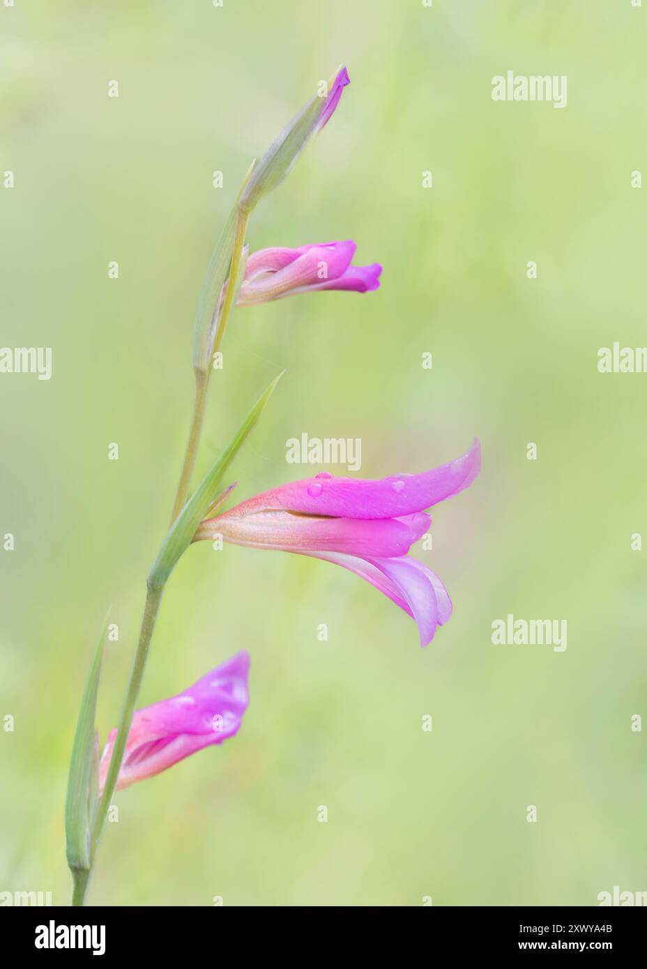 Gladiolus comune (Gladiolus illyricus), Gigor-et-Lozeron, Auvergne-Rhône-Alpes, Francia. Foto Stock