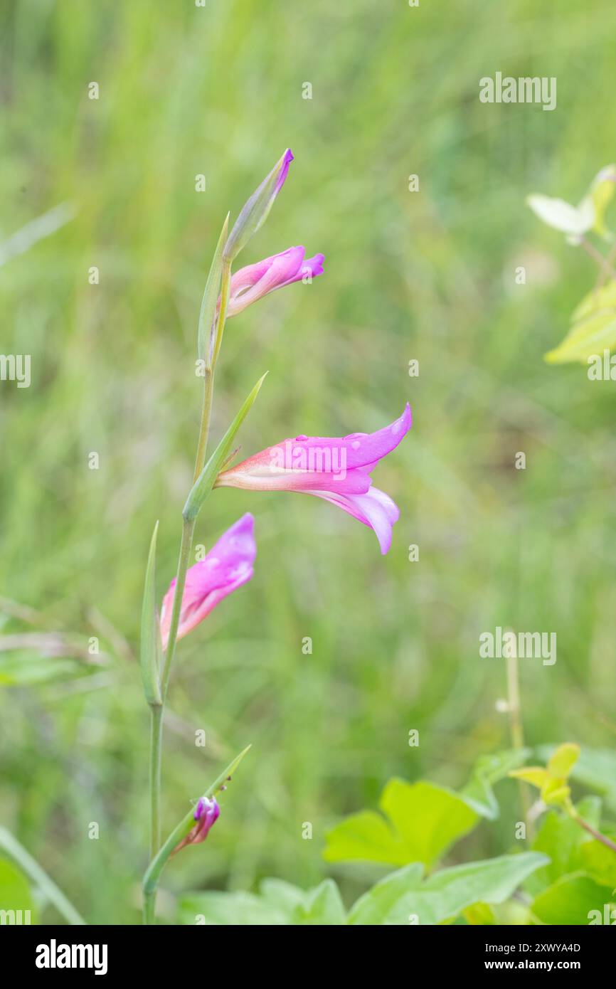 Gladiolus comune (Gladiolus illyricus), Gigor-et-Lozeron, Auvergne-Rhône-Alpes, Francia. Foto Stock