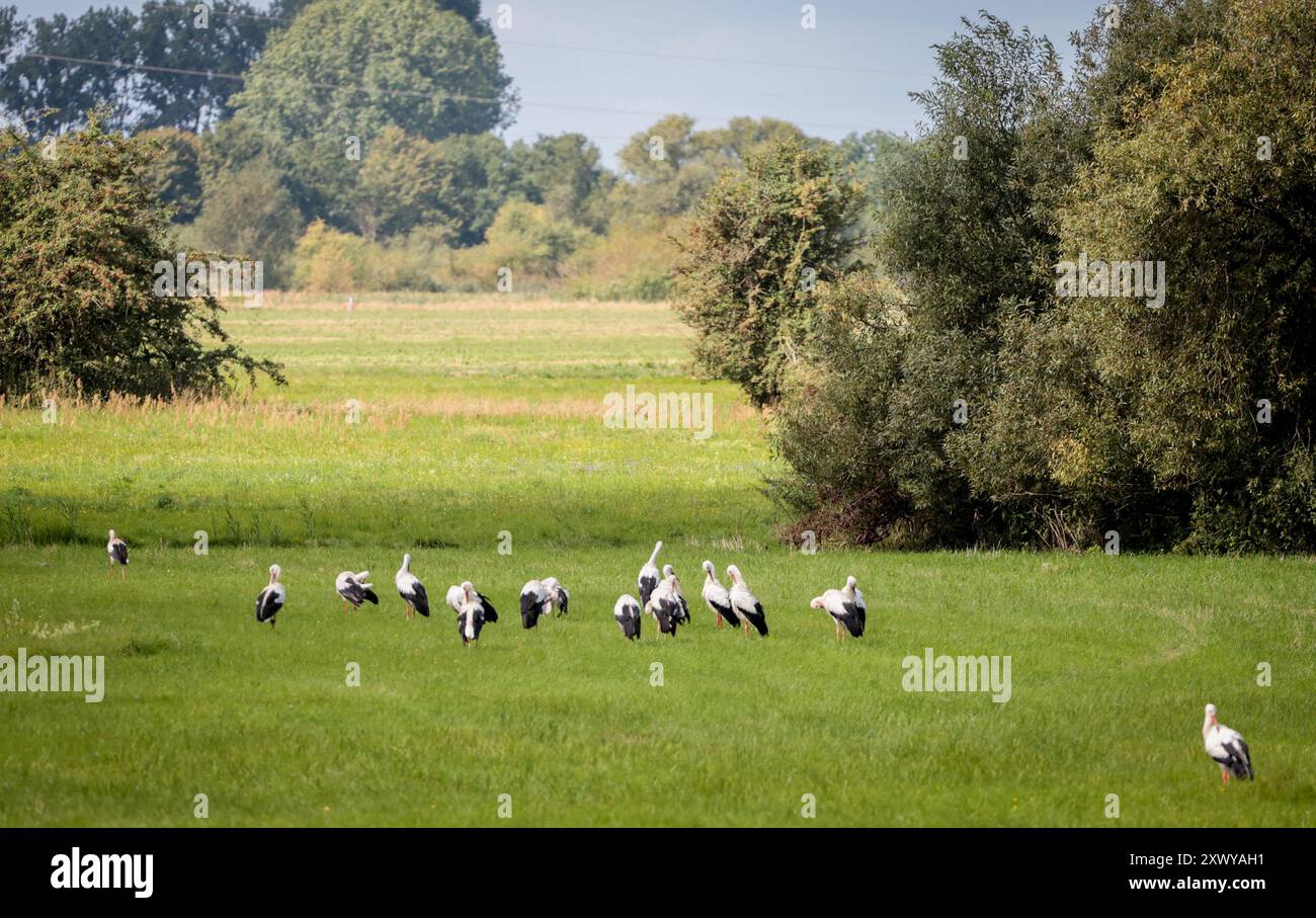 Verden, Germania. 21 agosto 2024. Le cicogne siedono su un prato vicino all'Aller a Verden e prediligono le loro piume. Il distretto in gran parte agricolo di Verden è sede di numerose coppie riproduttrici. C'è anche una stazione per le cicogne a Verden, dove gli animali feriti vengono curati e le cicogne volanti trascorrono l'inverno. Crediti: Focke Strangmann/dpa/Alamy Live News Foto Stock