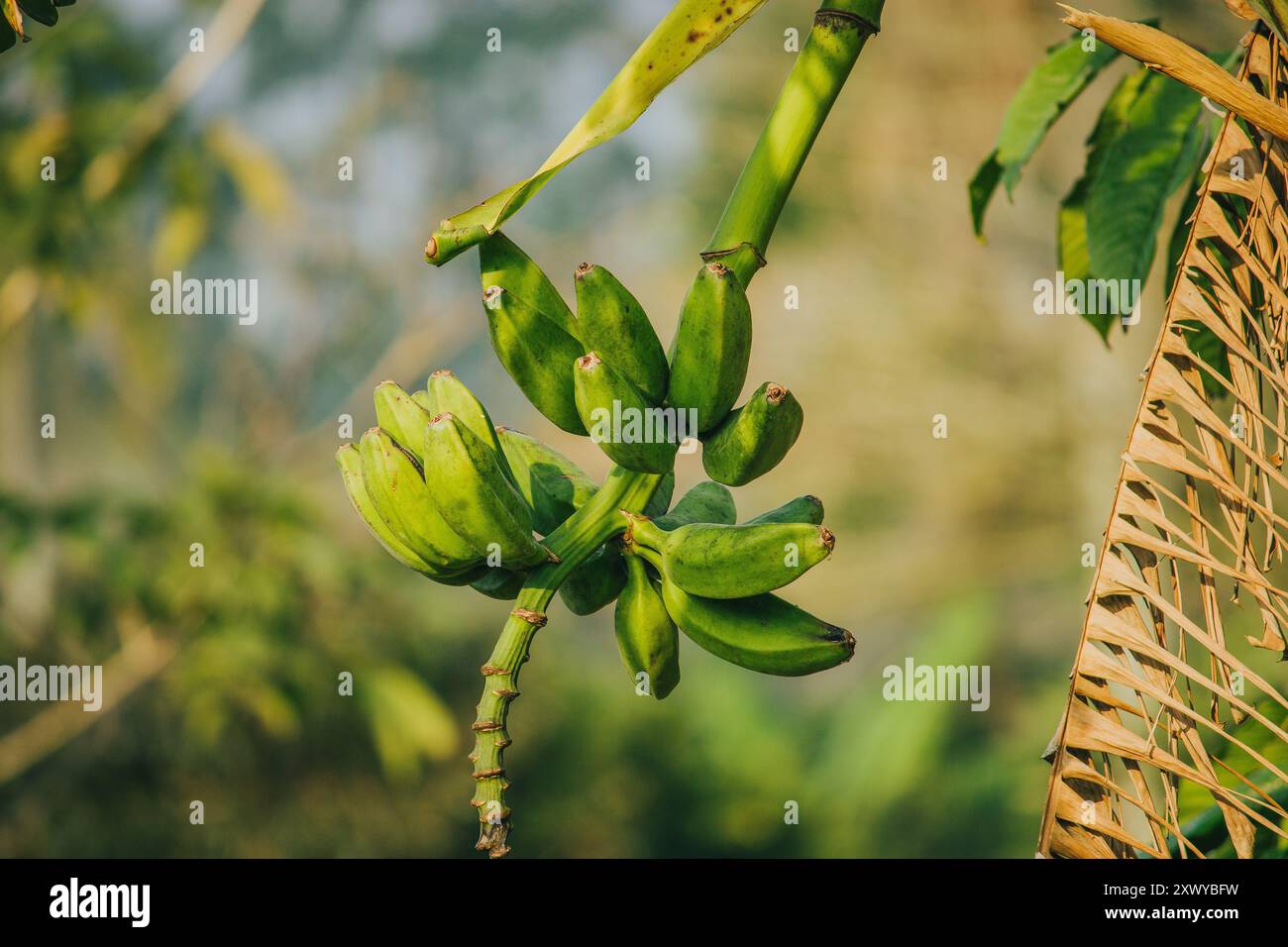 Un gruppo di piccole banane verdi pende sull'albero, mostrando le prime fasi della crescita in un vibrante ambiente tropicale. Foto Stock