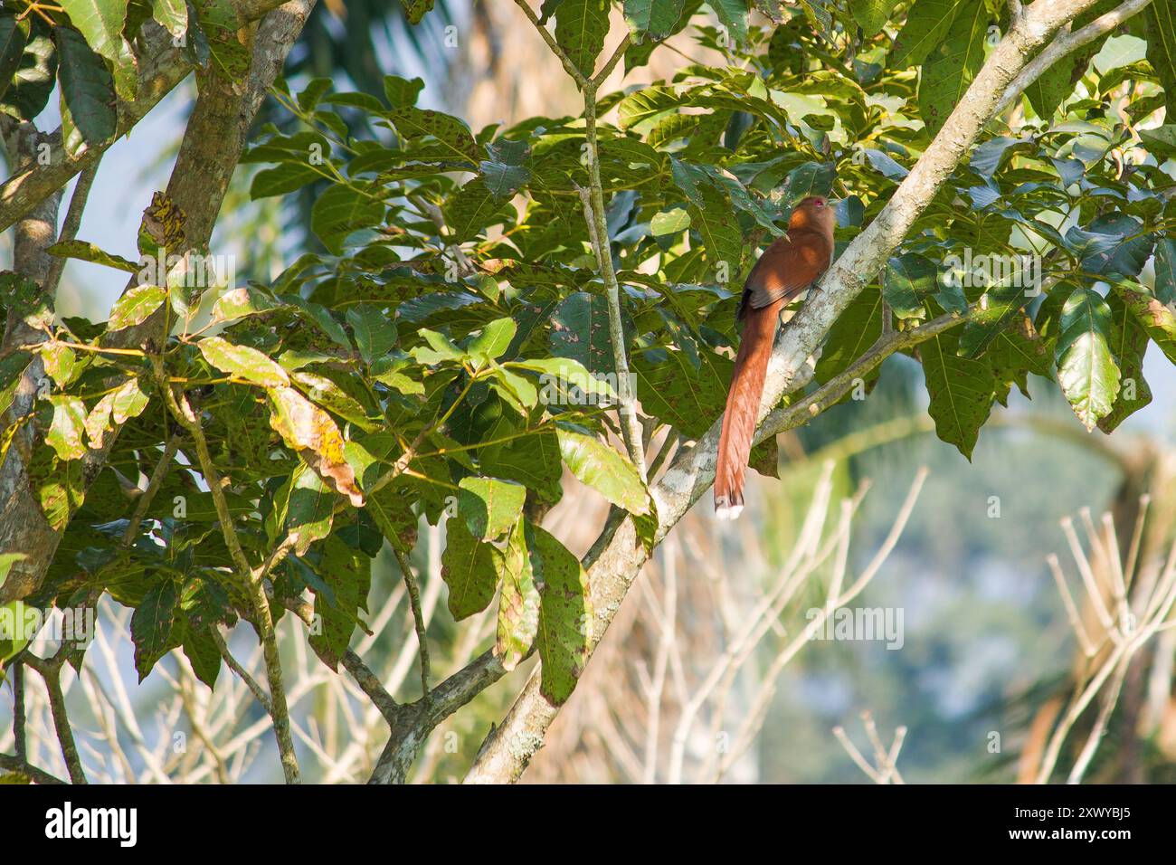 Uno scoiattolo Cuckoo trova rifugio in mezzo a densa rami di alberi, che si fondono perfettamente con il fogliame in un momento di mimetizzazione naturale. Foto Stock