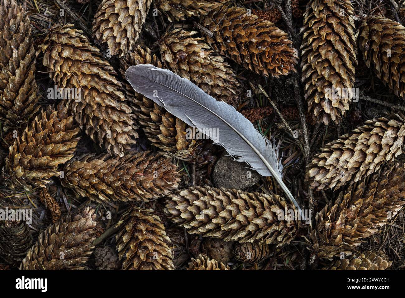 Piuma circondata da coni di pino e aghi sul terreno boschivo, Teesdale, County Durham, Regno Unito Foto Stock