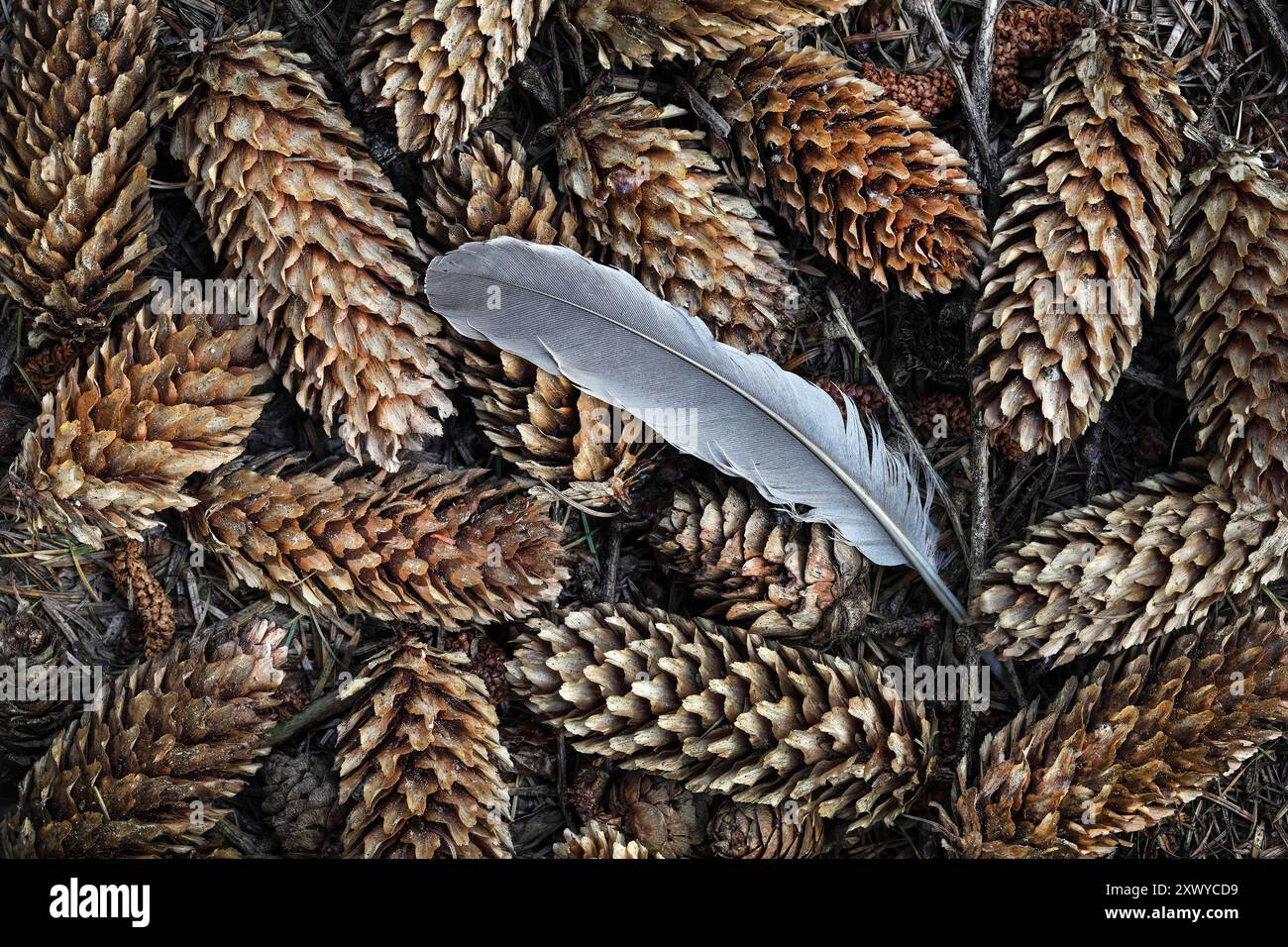 Piuma circondata da coni di pino e aghi sul terreno boschivo, Teesdale, County Durham, Regno Unito Foto Stock