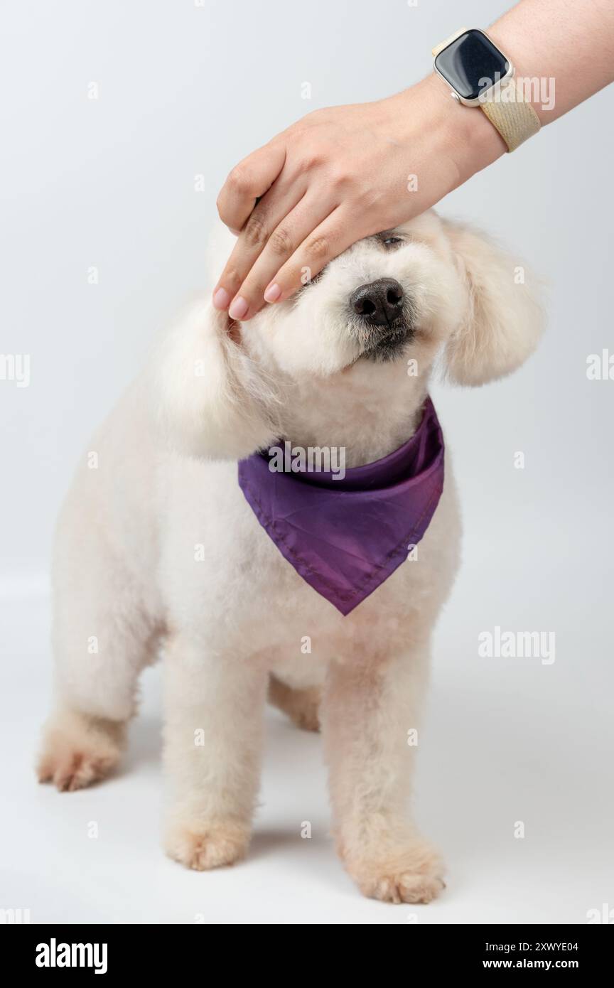Controllo della temperatura con la mano di barboncino bianco isolato su sfondo bianco studio Foto Stock