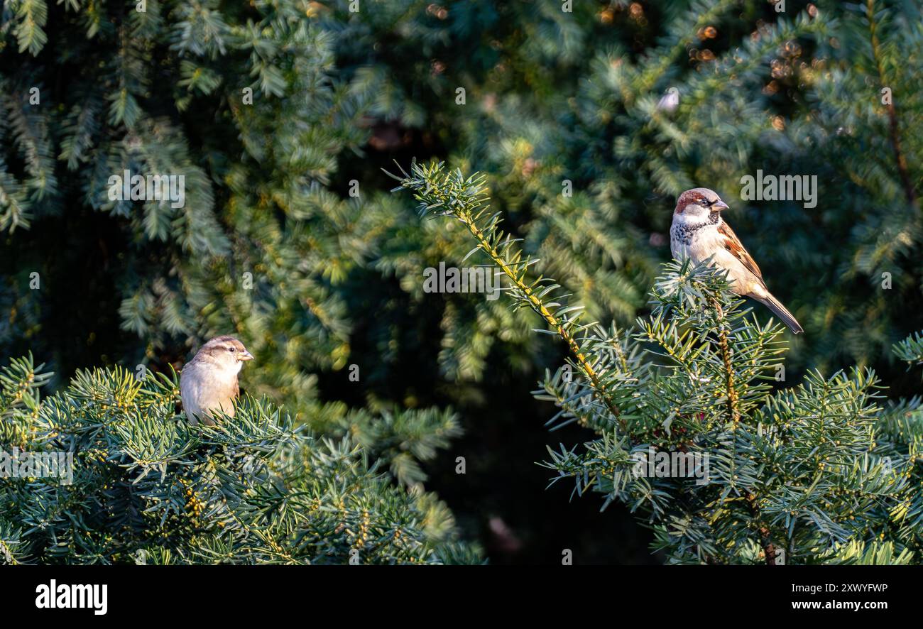 Passeri americani di sesso femminile e maschile a Central Park Foto Stock