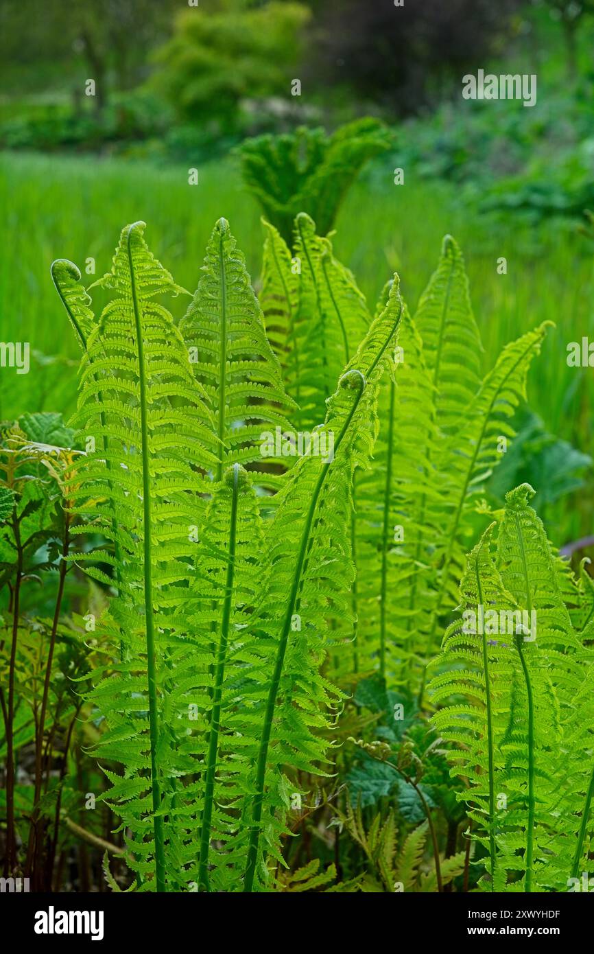 Un'abbondanza di fronde di felce fresche che crescono in un ambiente vivace e naturale vengono catturate con grande dettaglio. Foto Stock